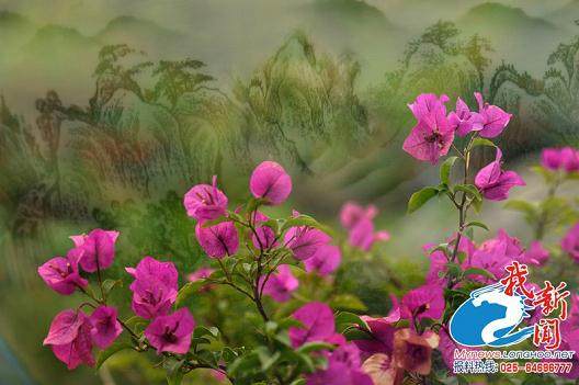 甘肃：临夏市花卉市场生意红火