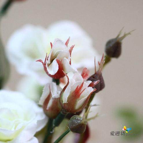 第六届福建省花卉盆景博览会