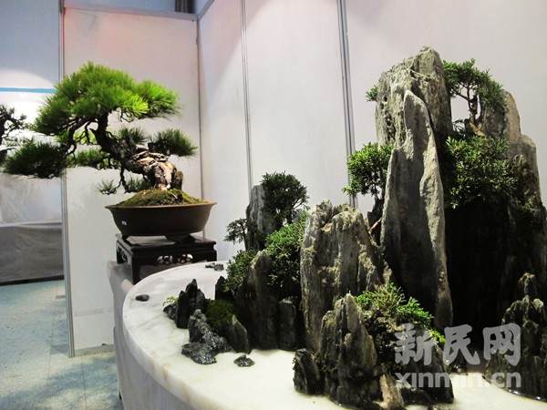 国庆期间上海植物园举办园艺展 盆景精品集中亮相