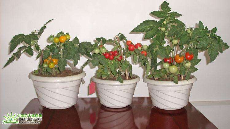 番茄盆景的上盆定植和日常管理
