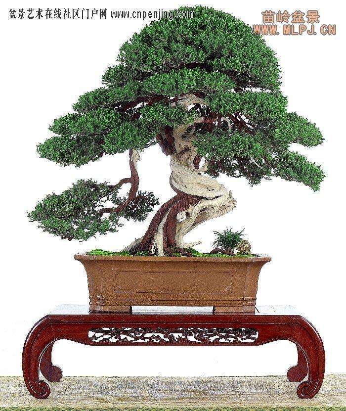 中国植物盆景文化史--中