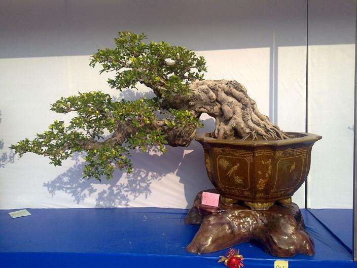 中国古代盆景盆子欣赏--慈禧篇