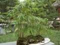 竹类盆景要适时控水和合理整形