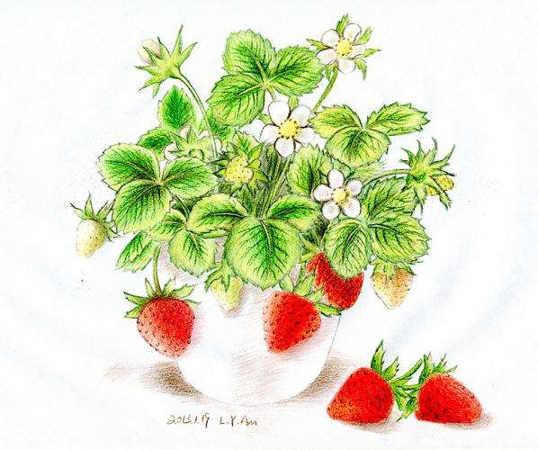 制作草莓盆景的8个小技巧