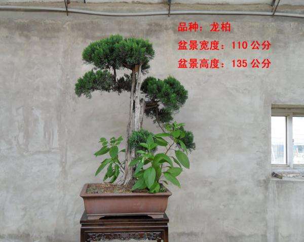 枣庄所制作的盆景销往北京 农民增收致富