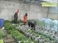 莱西市姜山镇社员培育出3000多盆景蔬菜