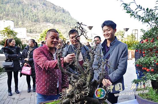 5年来 盆景协会多次在县域内举办盆景艺术展