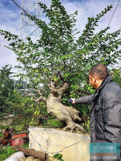 广州一货车撞断两截盆景树枝被索赔89万