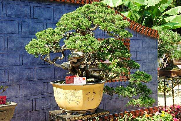 邛崃市2012年花木盆景博览会上的30万元盆景