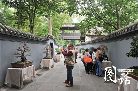 大多数游客来到成都杜甫草堂都会参观盆景园