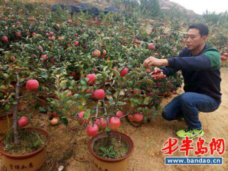 1000盆苹果盆景销售一空 带来30多万元的利润