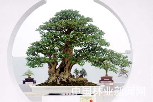 在前不久广州番禺举办的中国第九届盆景展