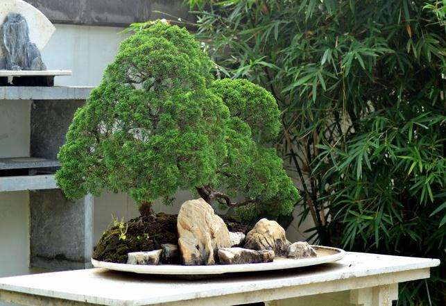 南京检验检疫局对两批邮自日本的植物盆景实施了退运处理