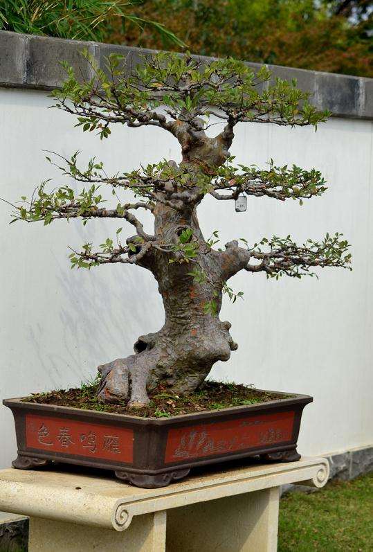 南京中山植物园将曼地亚红豆杉的生长速度提高了两倍