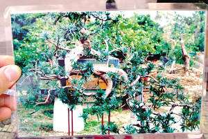 40万价格的罗汉松盆景被盗  悬赏10万元征集线索