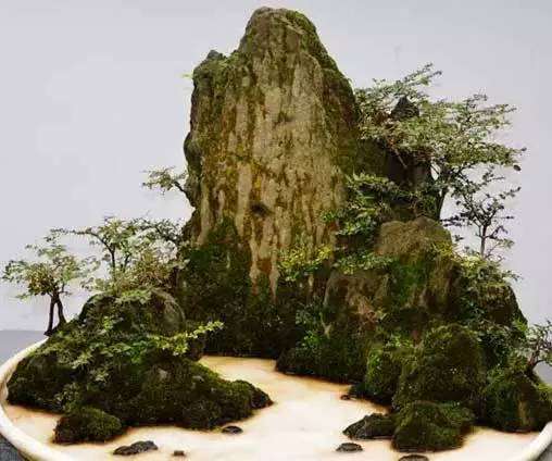 细数中国树木盆景艺术的五大流派