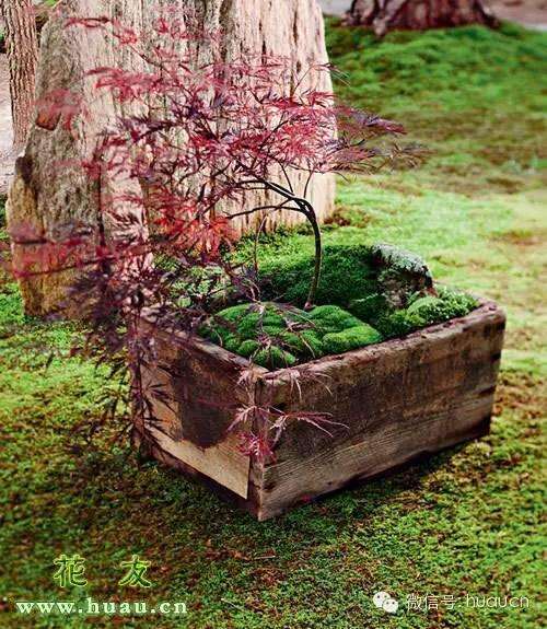 苔藓盆景：清新植物微观小世界