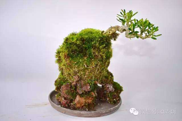盆景树根周围如苔藓般，是怎么形成的呢？