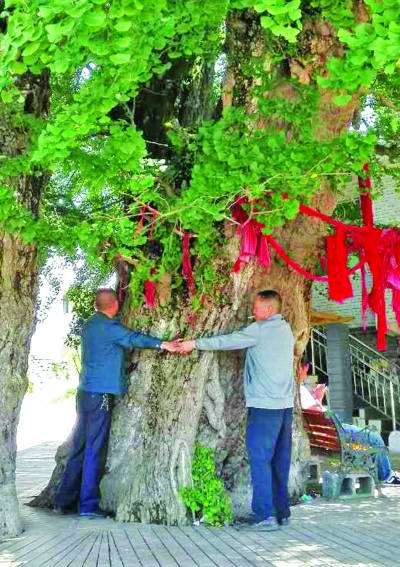 贵阳千年银杏树被盗做盆景 可卖到两三万