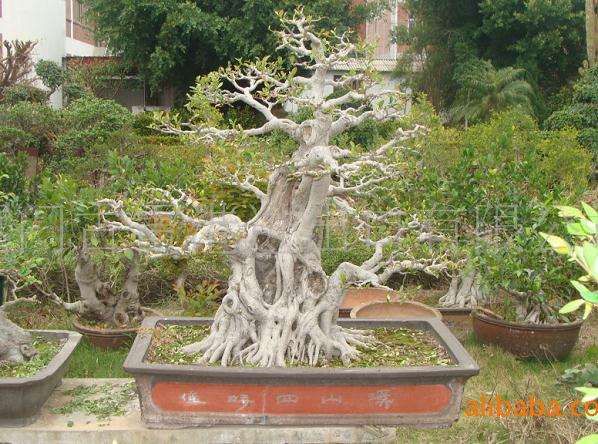 漳州盆景销往52个国家和地区 榕树盆景出口全国第一