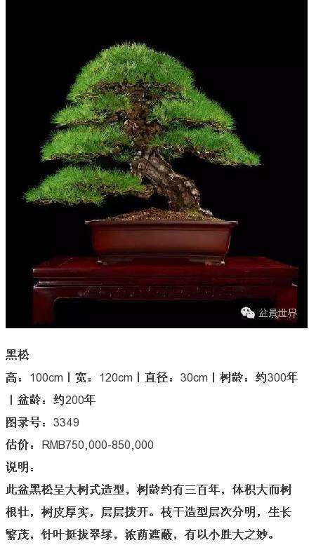 杭州盆景植物拍卖会上 第一名以143万价格成交