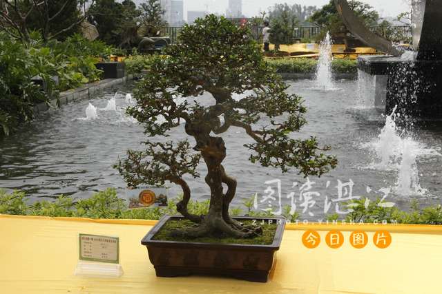 湛江盆景在国内占有较高的地位 多次摘得金奖