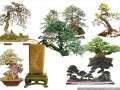树桩盆景与盆栽植物的区别  图片