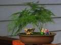 图解 家庭盆栽文竹的养护方法