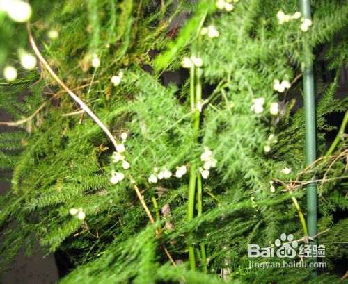 家庭花卉盆栽文竹的养护方法