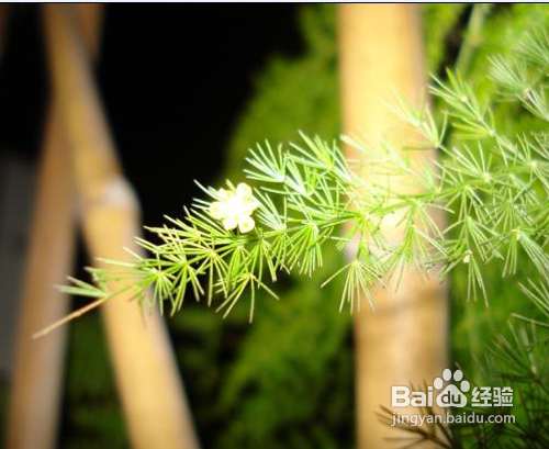 家庭花卉盆栽文竹的养护方法