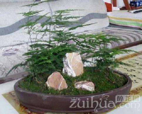 如何让文竹盆栽不要长得过高？