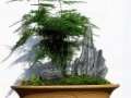 盆栽文竹怎么冬季管理的方法