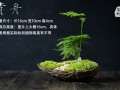 日式文竹盆栽的3个特点 图片