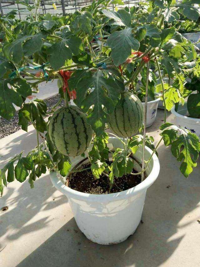 说起西瓜种植人们最先想到的是温度，然后才是光照和水。由于西瓜是喜高温的一种水果，所以我们要向在盆里种植那么温度也是必不可少的。自从有了日光温室以后一切就变得如此简单。下面我们就来说一下盆栽西瓜的种植方法。