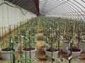 盆栽西瓜怎么种植的方法