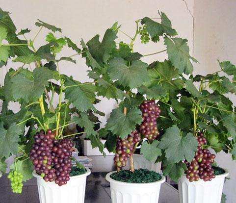 盆栽葡萄的施肥和浇水
