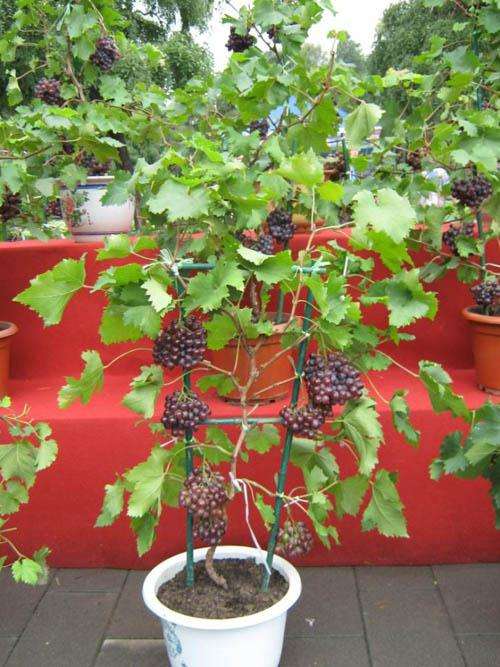 盆栽葡萄的品种整形