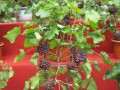 盆栽葡萄怎么品种整形的方法 图片