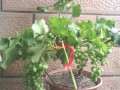 葡萄盆栽怎么盆土配置和肥水管理 图片