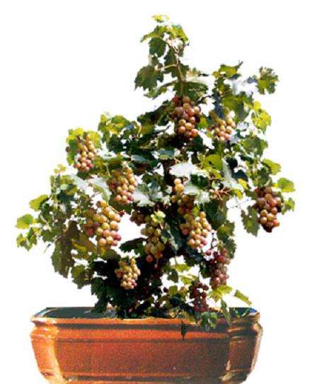 盆栽葡萄怎么病害防治和越冬管理 图片