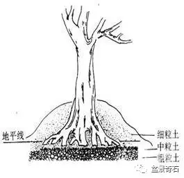 图解 树桩盆景的树坯怎么繁殖培育