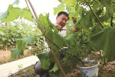 张安贵正在管理带果盆景葡萄。