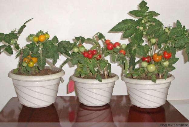 家庭盆栽番茄（樱桃番茄）种植技术