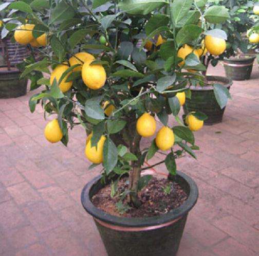 让盆栽柠檬多挂果的技术