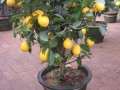 让盆栽柠檬多挂果的9个技术