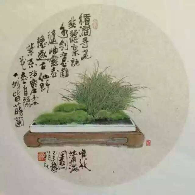 “蒲草禅心”菖蒲盆景展1月20日开展，三天将赠出菖蒲24盆！