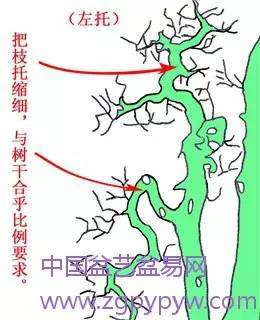 岭南盆景的枝托比例怎么制作