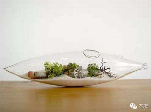 桌上生态小盆景--瓶景植物