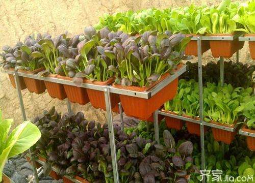 家庭盆栽蔬菜的简易种植方法