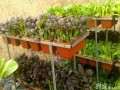 家庭盆栽蔬菜怎么简易种植的5方法